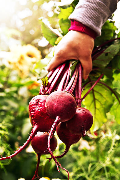 istock Unknown person holding bunch of freshly harvested beetroot. Beetroot. 626813362