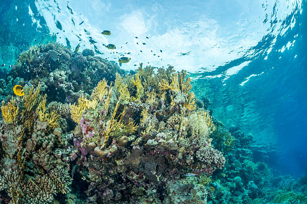 istock Butterflyfish coral reef scene 626813898
