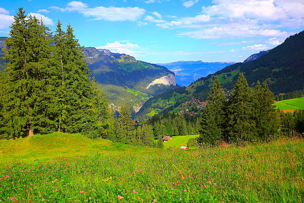 paisagem dos alpes suíços: vila de wengen, flores silvestres da primavera acima do vale lauterbrunnen - interlaken mountain meadow switzerland - fotografias e filmes do acervo