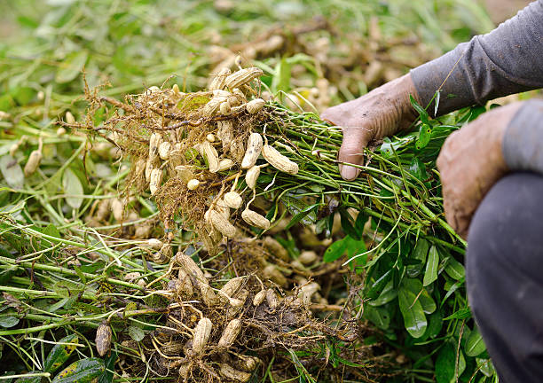 istock farmer harvest peanut on agriculture plantation 626814410