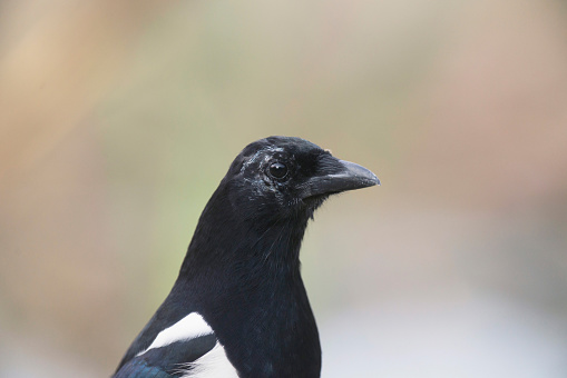 European magpie (Pica pica)