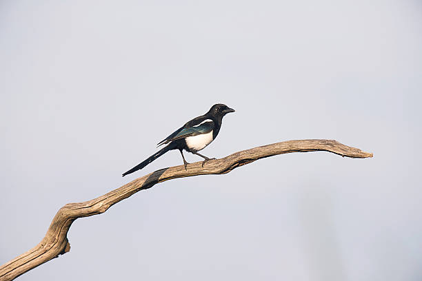 istock Eurasian magpie perching on a dead branch. 626816492