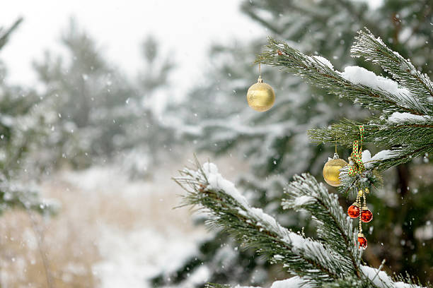 istock Frosty winter landscape in snowy forest. Pine branches covered with 626816826