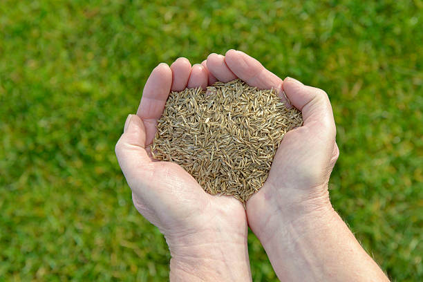 семена травы в руке - sowing стоковые фото и изображения