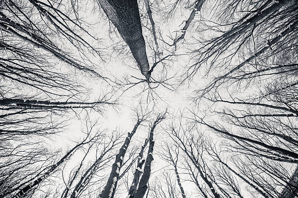 istock Black and white fisheye d winter trees 626817688