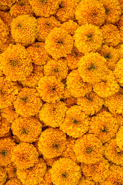 Marigold flowers garland background