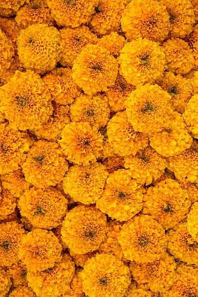 Marigold flowers garland background stock photo