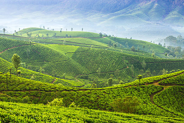 istock Sunrise over tea plantations in Munnar, Kerala, India 626825438