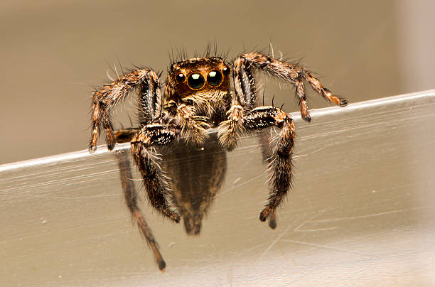 istock Jumping Spider is eating the victim 626826216