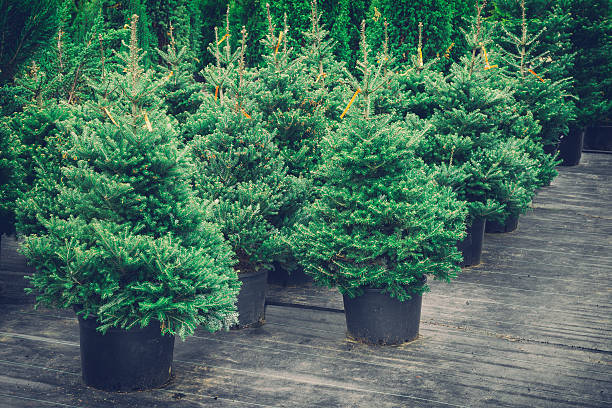 Christmas trees in pots for sale. Retro toned. stock photo