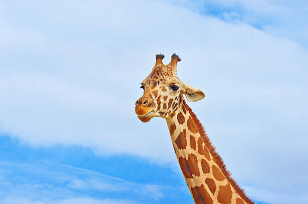 istock giraffes against the blue sky 626828252