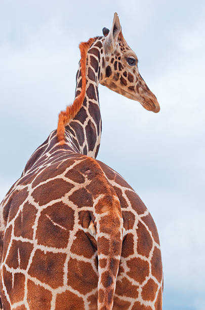 istock giraffes against the blue sky 626828384