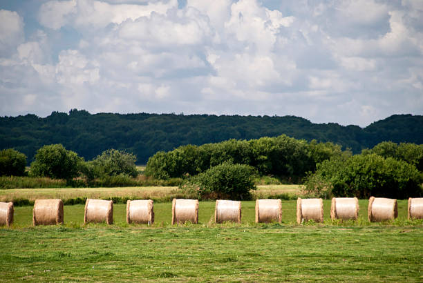 istock Bales of Straw 626828648