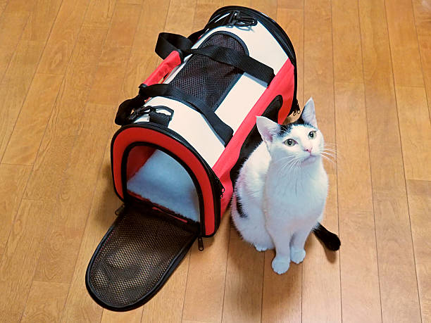 gato, bolsa de transporte - domestic cat city life animal pets fotografías e imágenes de stock
