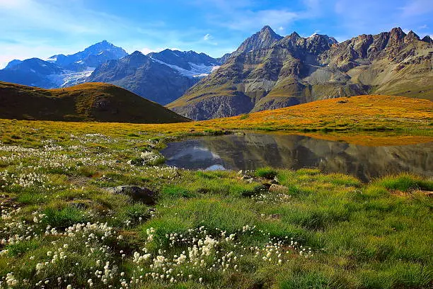 Swiss alps landscape: Alpine Lake reflection, cotton wildflowers meadows above Zermatt valley