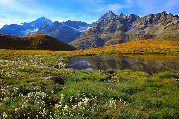 swiss alps landscape: alpine lake reflection, cotton wildflowers meadows, zermatt - engadine imagens e fotografias de stock