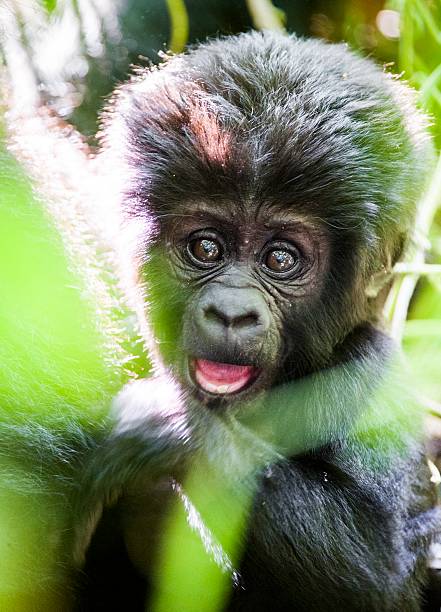 el cachorro de gorila de montaña - gorilla endangered species large isolated fotografías e imágenes de stock