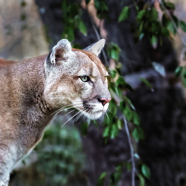 istock Portrait of Beautiful Puma 626837096