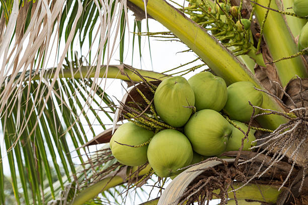 istock coconut haning on coconut tree on the beach 626838980