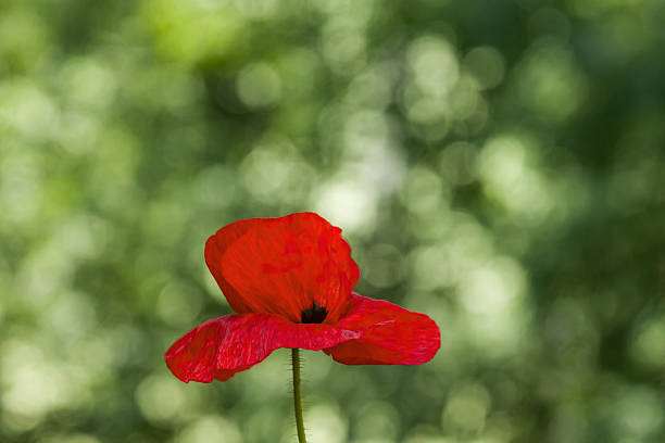 istock Poppy flower on green background 626839278