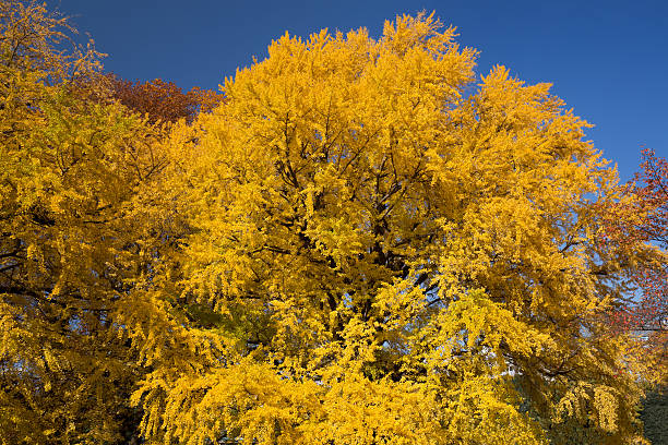 istock Ginkgo biloba turned yellow 626841202