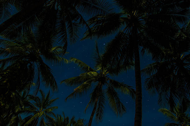 istock palm trees in starry night - stars on sky 626841864