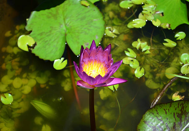 istock Violet lotus or water lilly 626841956