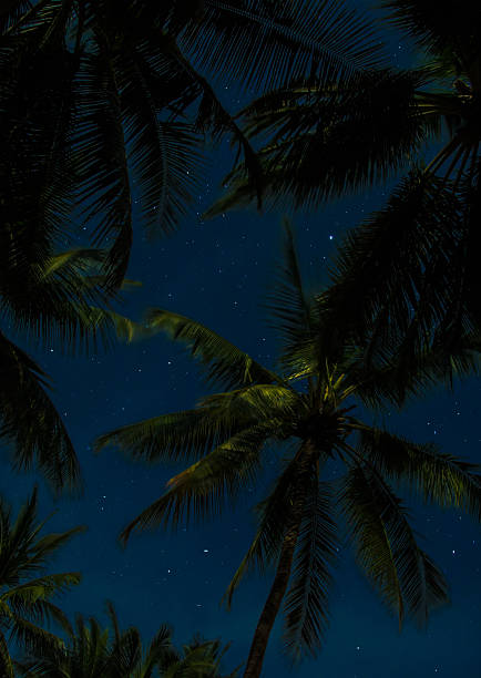 istock palm trees in starry night - stars on sky 626841962