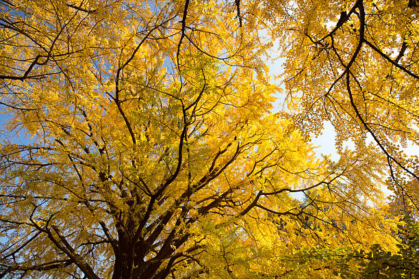 istock Ginkgo biloba turned yellow 626844560