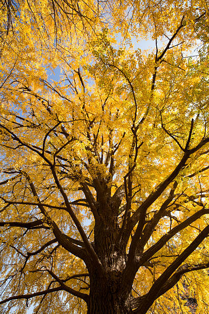 istock Ginkgo biloba turned yellow 626845188