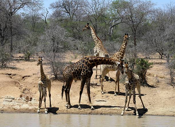 giraffe con baby giraffe vicino all'acqua - south african giraffe foto e immagini stock