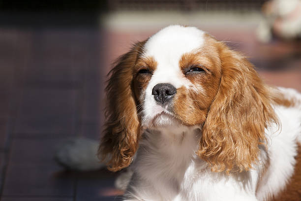 istock Beautiful and sleepy Cavalier king charles spaniel 626845342