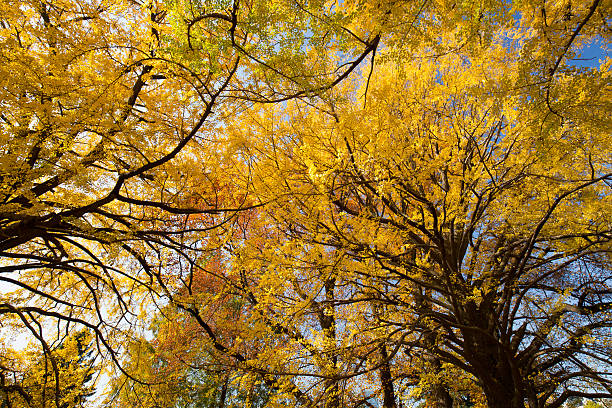 istock Ginkgo biloba turned yellow 626845386