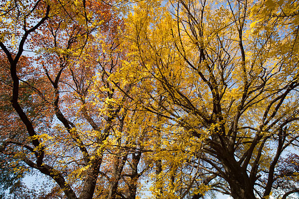 istock Ginkgo biloba turned yellow 626845498