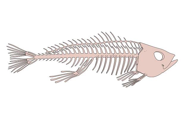 istock illustration of fish skeleton 626845568