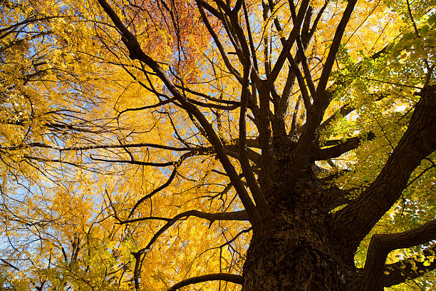 istock Ginkgo biloba turned yellow 626845658