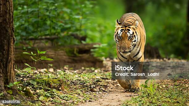 Photo libre de droit de Tigre Marchant De Face banque d'images et plus d'images libres de droit de Tigre - Tigre, Inde, Forêt