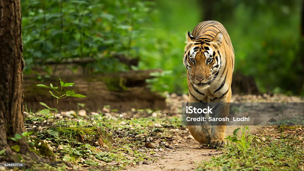 Tiger Walking Head On Kanha National Park, a central India forest, is not for its lush green cover and a decent population of tigers. This young male has been clicked in the same park.  Tiger Stock Photo