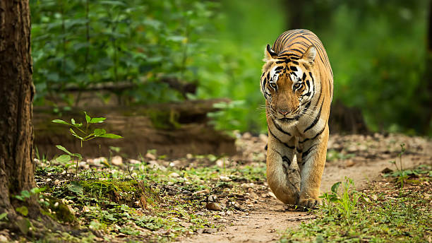 Tiger Walking Head On Kanha National Park, a central India forest, is not for its lush green cover and a decent population of tigers. This young male has been clicked in the same park. bengal tiger pattern stock pictures, royalty-free photos & images