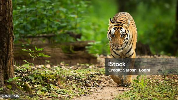 Tiger Walking Head On Stock Photo - Download Image Now - Tiger, India, Bengal Tiger
