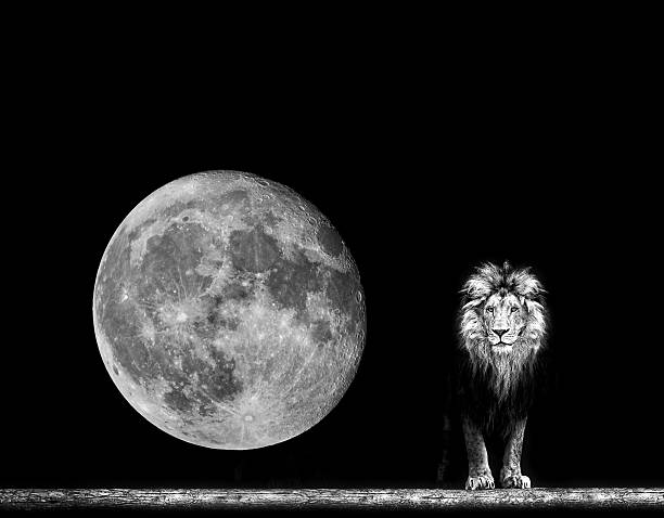 istock Beautiful lion and moon 626850754