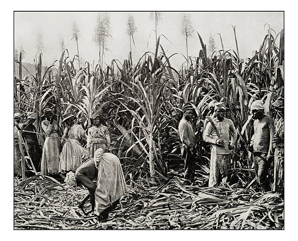 ilustrações de stock, clip art, desenhos animados e ícones de antique photograph of cane cutters in jamaica - slave labor