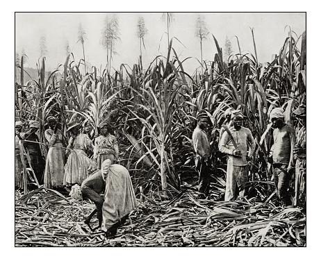 Antique photograph of Cane cutters in Jamaica
