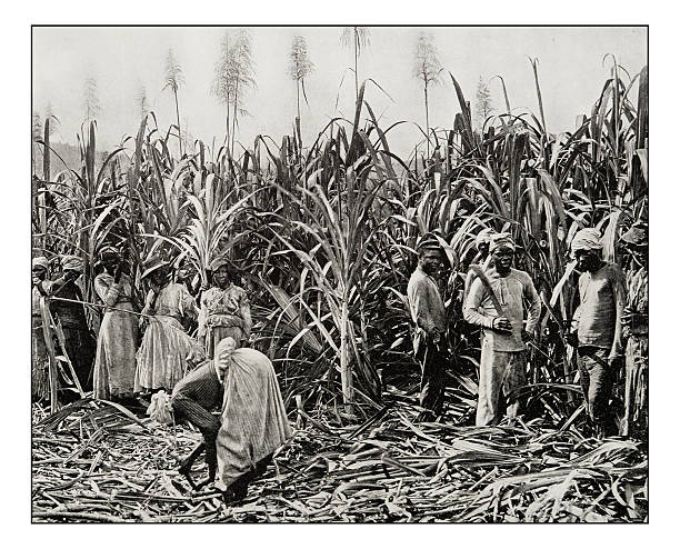 Antique photograph of Cane cutters in Jamaica Antique photograph of Cane cutters in Jamaica colony group of animals photos stock illustrations