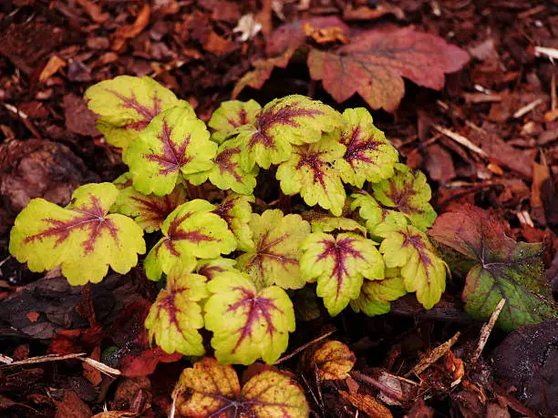 Heucherella 'Stoplight' - foamy bells