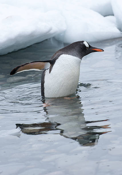 남극의 얼음 물에 서 있는 젠투 펭귄 - bird black penguin gentoo penguin 뉴스 사진 이미지