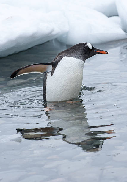 gentoo penguin standing in icy water in antarctica - bird black penguin gentoo penguin imagens e fotografias de stock