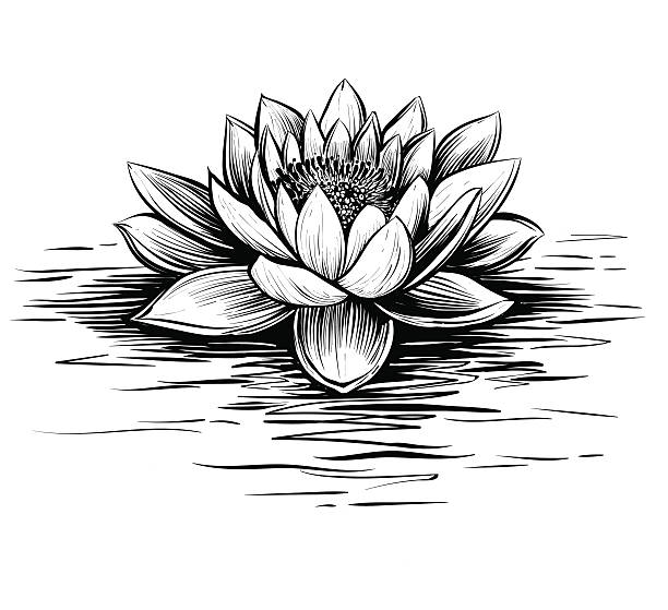 ilustrações de stock, clip art, desenhos animados e ícones de vector water lily, black and white. - marsh swamp plant water lily