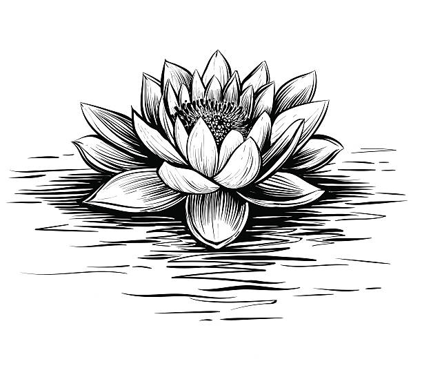 Vector water lily, black and white. Vector water lily with waves. Lotus illustration. Black and white graphic art line. Linocut style. Engraving texture. lotus flower drawing stock illustrations
