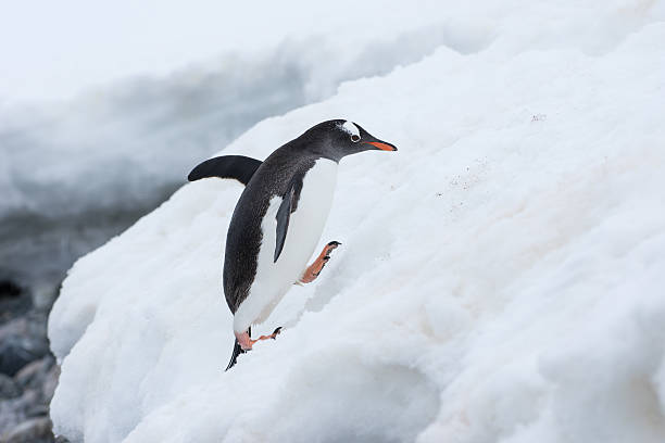 istock Gentoo penguin climbing on ice in Antarctica 626851648